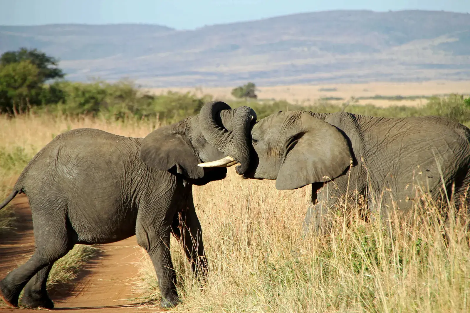 Two elephants greeting each other with their trunks on a dusty track