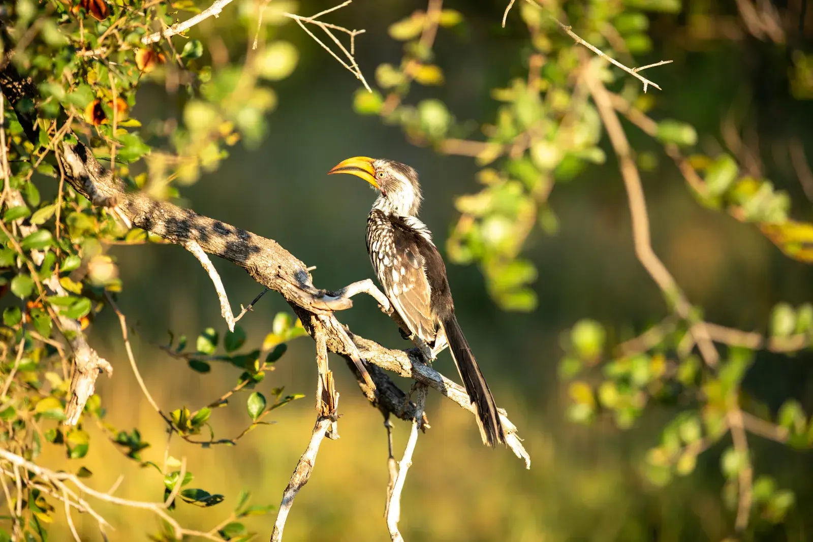 A yellow-billed hornbill perched on a branch among green leaves